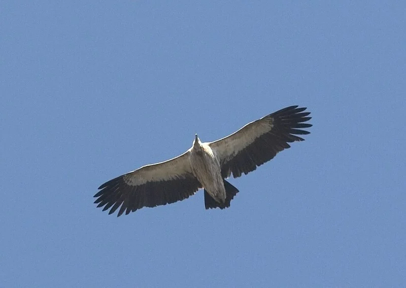  Pangot – A Bird Watcher’s Paradise 
